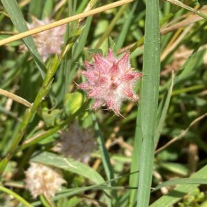 Trifolium resupinatum Fruit