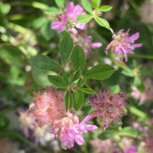 Trifolium resupinatum Nata Leaves