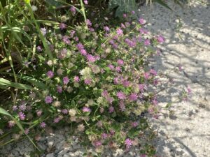 Trifolium resupinatum The plant(s)