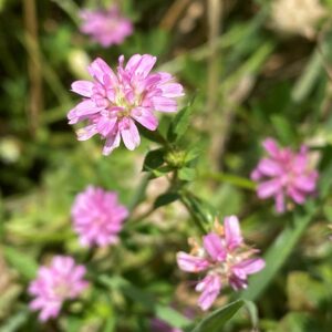 Trifolium resupinatum main