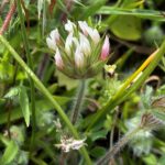 Trifolium stellatum