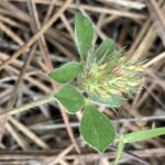 Trifolium striatum