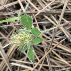 Trifolium striatum Agios Nikolaos Pafou April (4)