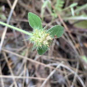 Trifolium striatum Flower head early stage