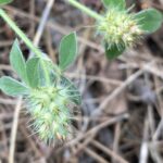 Trifolium striatum Flower head late stage