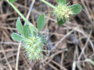 Trifolium striatum Flower head late stage