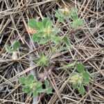 Trifolium striatum The plant