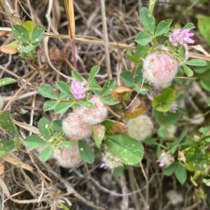 Trifolium tomentosum