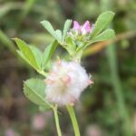 Trifolium tomentosum Agios Therapon April Peduncle shorter than 20 mm