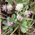 Trifolium tomentosum Arsos April