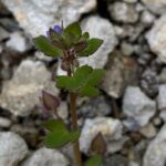 Veronica hederifolia