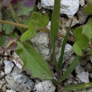 Veronica hederifolia Prodromos 3-lobed leaves