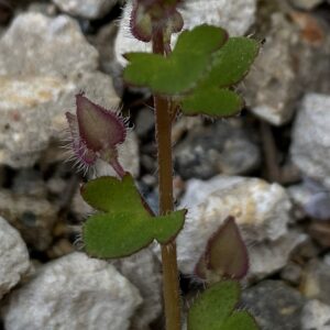 Veronica hederifolia Prodromos Deltoid calyx lobes