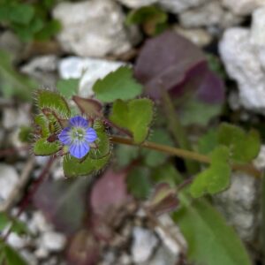 Veronica hederifolia Prodromos main