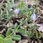 Vicia lathyroides