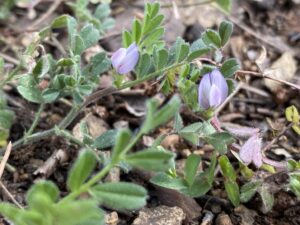 Vicia lathyroides