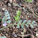 Vicia lathyroides