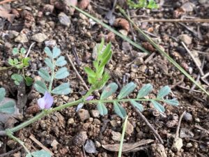 Vicia lathyroides