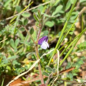 Vicia lathyroides