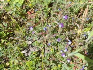 Vicia lathyroides