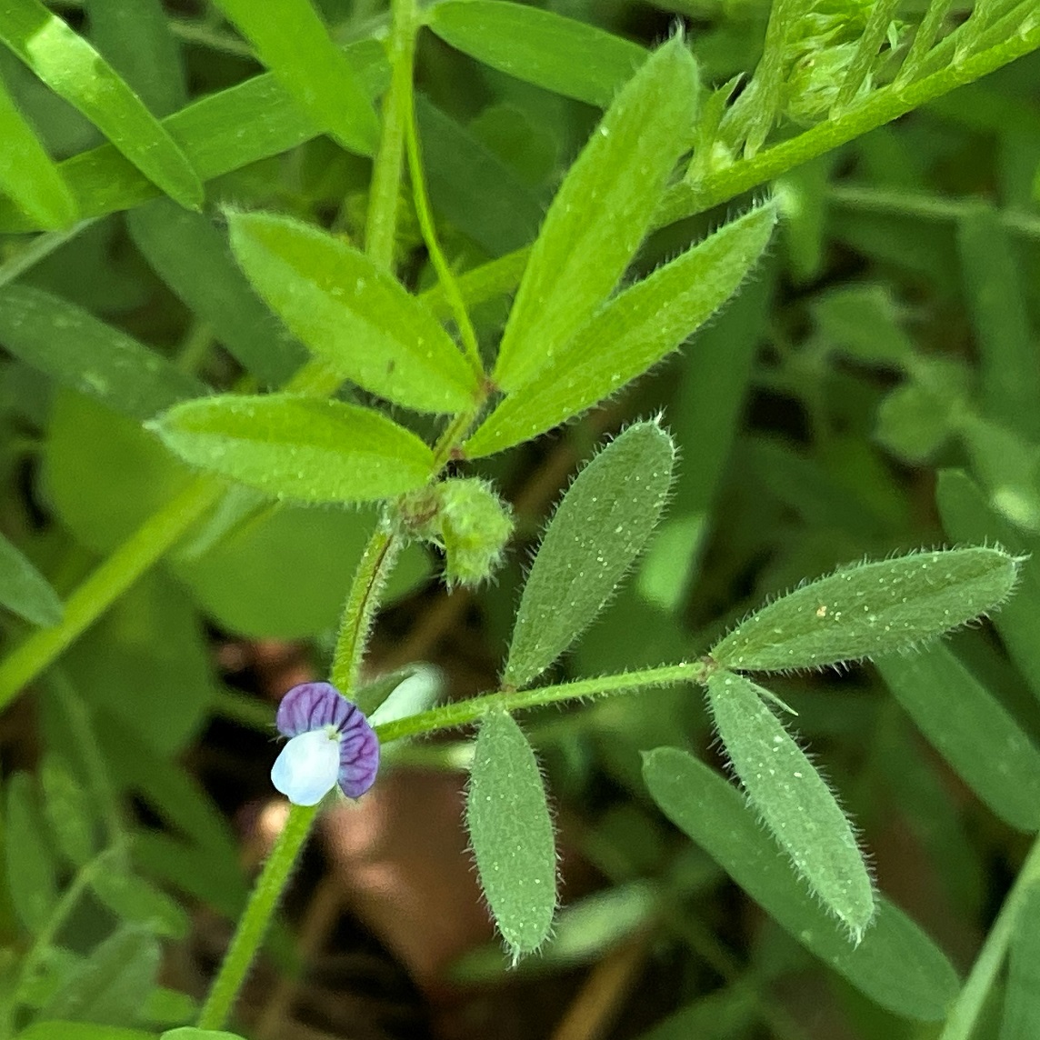 Vicia lathyroides