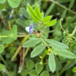 Vicia lathyroides