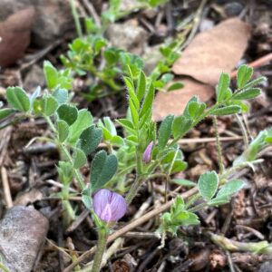 Vicia lathyroides