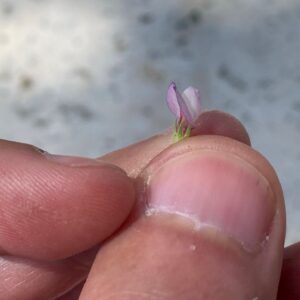 Vicia lathyroides size