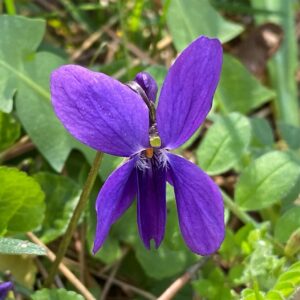 Viola alba