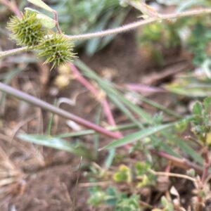 Medicago minima fruit