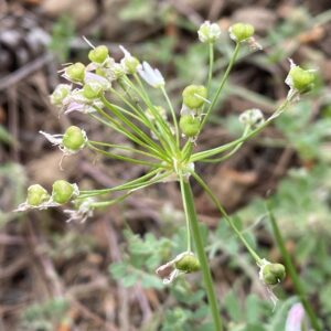 Allium cassium Fruits