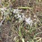 Allium cassium The plant