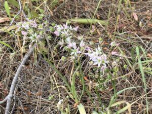 Allium cassium The plant