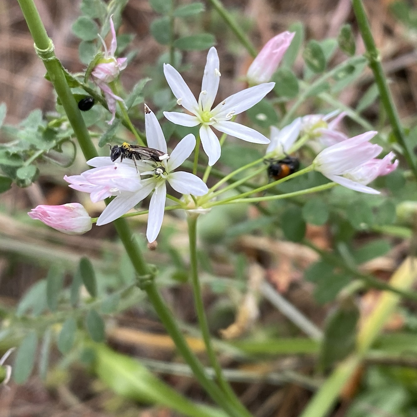 Allium cassium