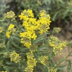 Alyssum umbellatum Flowers