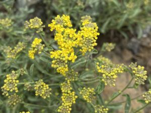 Alyssum umbellatum Flowers