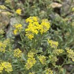 Alyssum umbellatum Leaves and flowers