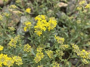 Alyssum umbellatum Leaves and flowers