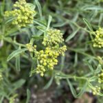 Alyssum umbellatum Oblong leaves