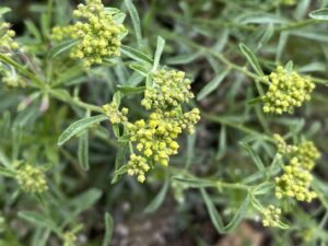 Alyssum umbellatum Oblong leaves