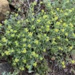 Alyssum umbellatum The plant