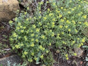 Alyssum umbellatum The plant