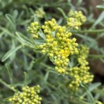 Alyssum umbellatum Young buds