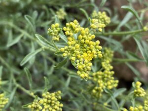 Alyssum umbellatum Young buds