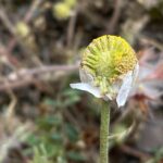 Anthemis cotula