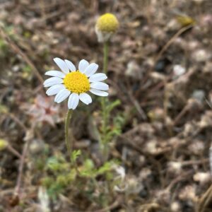 Anthemis cotula