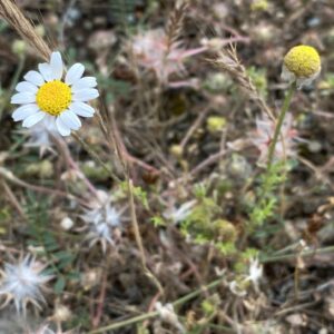 Anthemis cotula