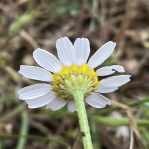 Anthemis cotula