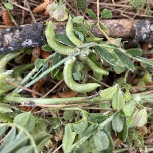 Astragalus hamosus Fruits