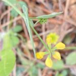 Coronilla scorpioides